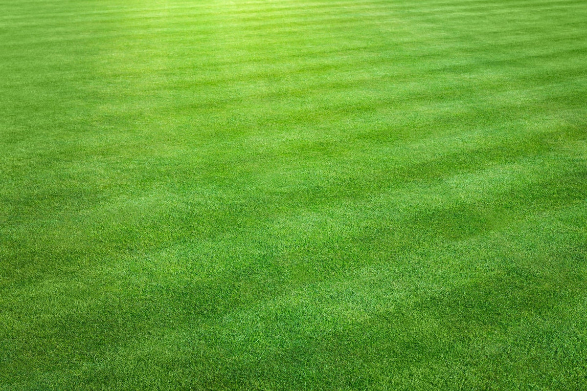 Golfgreen Nitrogrow+ Premium Nitrogen Enriched Sun and Shade Grass Seed with Fertilizer, 14-0-0, 1.2kg